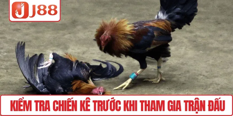 Đá Gà C1 J88 – Vui Cược Thả Ga, Săn Thưởng Mỗi Ngày 3 Kiểm tra chiến kê trước khi tham gia trận đấu