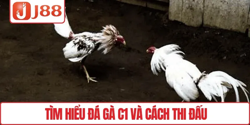 Đá Gà C1 J88 – Vui Cược Thả Ga, Săn Thưởng Mỗi Ngày 2 Tìm hiểu đá gà C1 và cách thi đấu