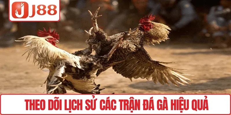 Đá Gà C1 J88 – Vui Cược Thả Ga, Săn Thưởng Mỗi Ngày 4 Theo dõi lịch sử các trận đá gà hiệu quả